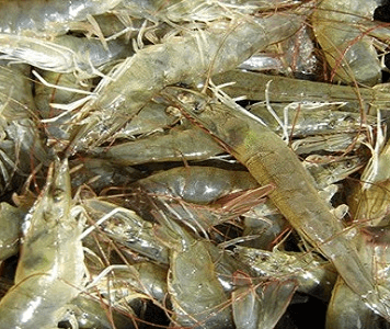 Giá xuất khẩu tôm chân trắng sang Mỹ tăng liên tục kể từ tháng 2