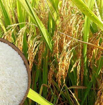 Giá gạo xuất khẩu giảm nhẹ