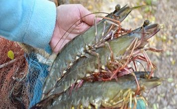 Xuất khẩu tôm đổi hướng thị trường những tháng cuối năm