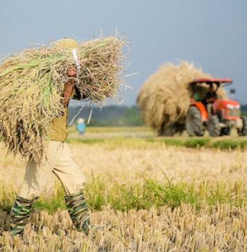 Lúa gạo Việt thành công từ giống tốt