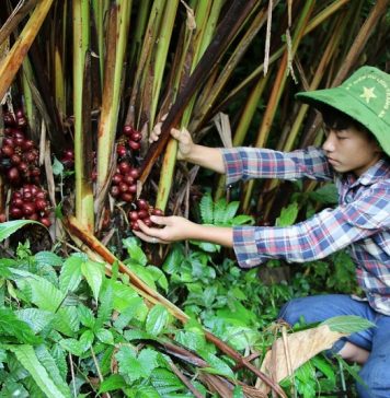 Đề xuất nguyên tắc nuôi, trồng phát triển, thu hoạch cây dược liệu trong rừng