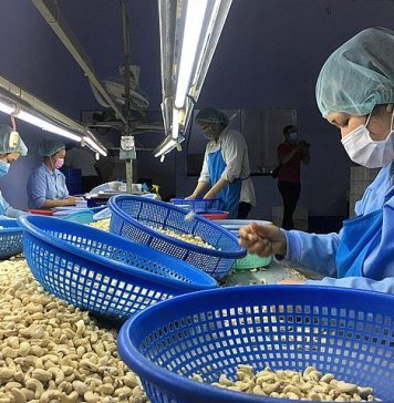 Xuất khẩu hạt điều của Việt Nam sang nhiều thị trường lớn tăng cao