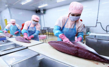 Gỡ “nút thắt” nguyên liệu để xuất khẩu cá ngừ