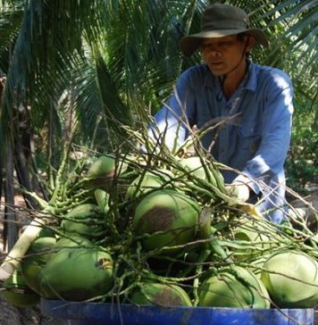 Ngành dừa Việt Nam có thể thu thêm 300 triệu USD từ thị trường Trung Quốc