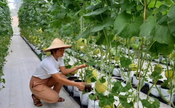 Sóc Sơn: Nông thôn mới là điểm sáng trong bức tranh kinh tế 6 tháng đầu năm