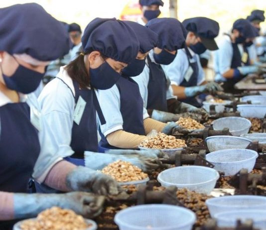 Xuất khẩu điều đối mặt bài toán thiếu nguyên liệu