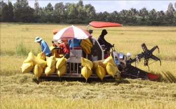 Xuất khẩu gạo đạt trên 4,8 triệu tấn