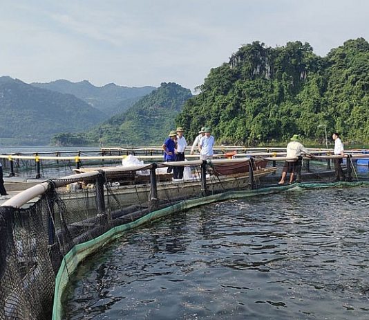 Hòa Bình xây dựng và phát triển sản phẩm OCOP thủy sản từ thế mạnh lòng hồ thủy điện