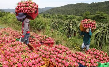 Vì sao hầu hết sản phẩm Việt đang phải “vay thương hiệu” để xuất khẩu?