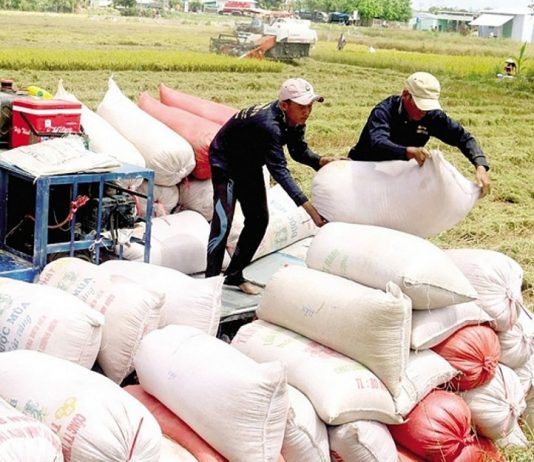 Xuất khẩu gạo năm 2024: Dù khó khăn nhưng vẫn hướng tới kim ngạch 5 tỷ USD
