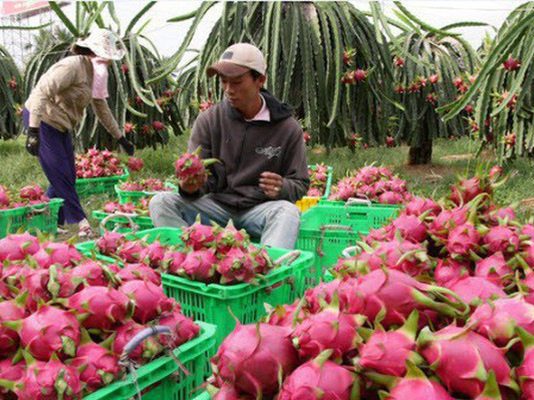 Nhiều nước tăng thu mua rau quả Việt Nam