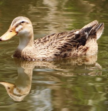 Nuôi giống vịt cò lấy trứng lãi gần 1 triệu đồng/ngày