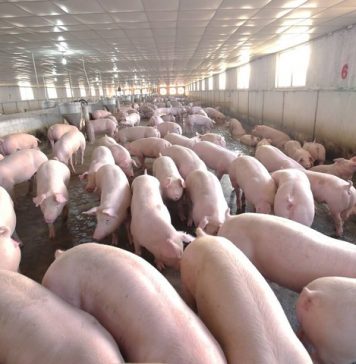 Tăng dần tính liên kết trong chăn nuôi lợn