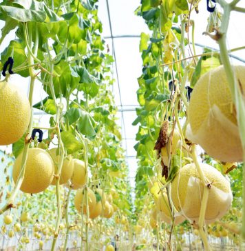 Liên kết chuỗi trong sản xuất nông nghiệp hữu cơ