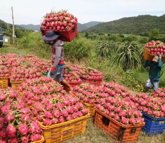Cách nào khắc phục tình trạng nông sản bị cảnh báo ở nước ngoài?