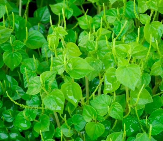 Bất ngờ, rau càng cua chứa chất ngăn ngừa tế bào ung thư