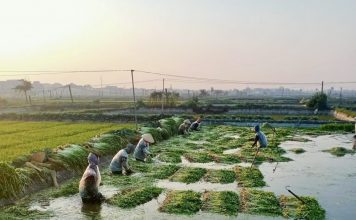 Xây dựng tổ hội nông dân nghề nghiệp gắn với sản phẩm OCOP