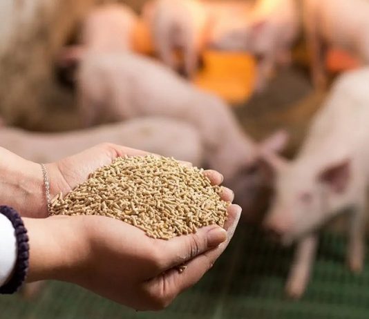 Chủ động nguồn thức ăn chăn nuôi vẫn là “bài toán khó”