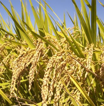 Gạo Việt Nam vững chắc “ngôi đầu” tại thị trường Đông Nam Á