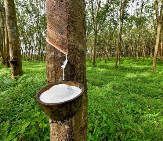 Dư địa tăng trưởng xuất khẩu cao su những tháng cuối năm