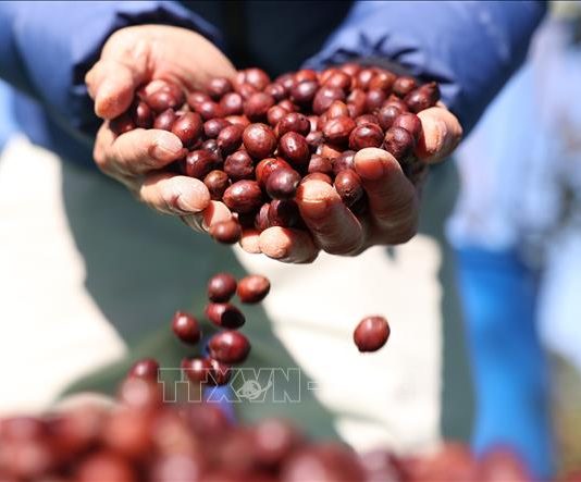 Giá trị riêng cho cà phê đặc sản Việt Nam