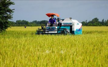 Ngành nông nghiệp và WB bàn giải pháp hỗ trợ đề án 1 triệu ha lúa chất lượng cao