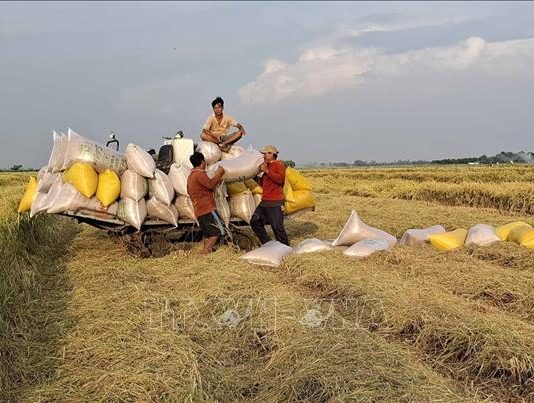 Thu hoạch sớm lúa Thu Đông né lũ cho năng suất cao