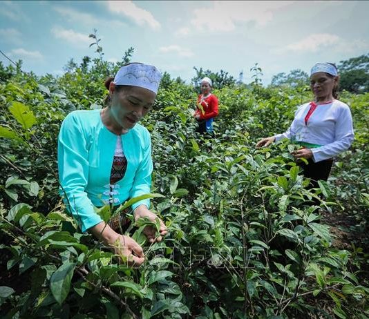 Liên kết tiêu thụ lâm sản ngoài gỗ