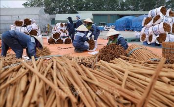 Xây dựng hệ sinh thái cho ngành quế – những vấn đề cần lưu ý