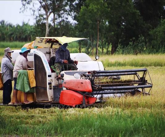 Thu hoạch dứt điểm lúa Hè Thu để tránh thời tiết bất lợi
