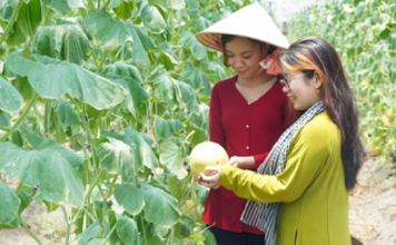 Việt Nam cần đào tạo nguồn nhân lực cho thị trường tín chỉ carbon