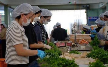 Vựa rau Lâm Đồng gia tăng sản xuất trong mùa mưa bão