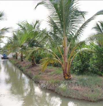 9 vùng trồng dừa đủ điều kiện xuất khẩu sang Trung Quốc