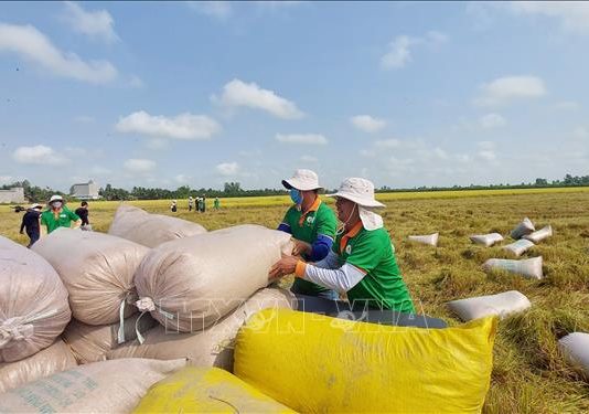 Giá gạo xuất khẩu bị tác động sau chính sách của Ấn Độ