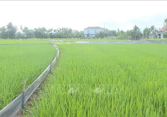 Các tỉnh phía Bắc đặt mục tiêu giá trị sản xuất vụ Đông 2024 đạt 40.000 tỷ đồng