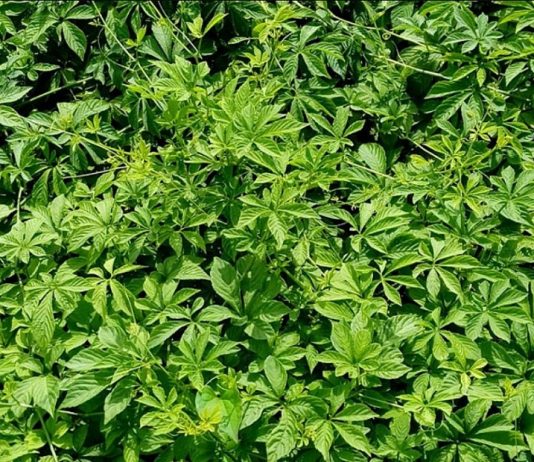 Tác dụng hữu ích của giảo cổ lam