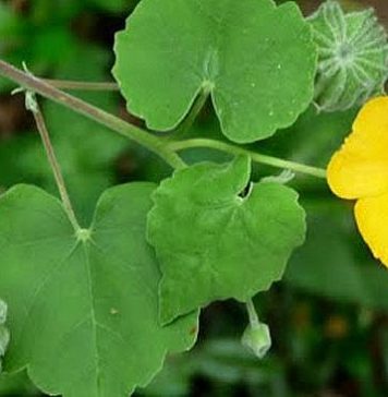 Loại quả mọc dại có nhiều công dụng với sức khoẻ