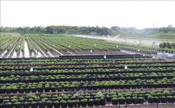 Nông dân đạt lợi nhuận kép trong sản xuất nông nghiệp