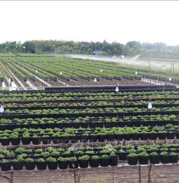 Nông dân đạt lợi nhuận kép trong sản xuất nông nghiệp