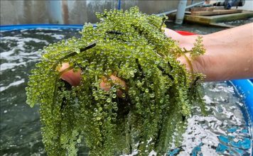 Triển vọng phát triển kinh tế cho các địa phương ven biển từ rong nho