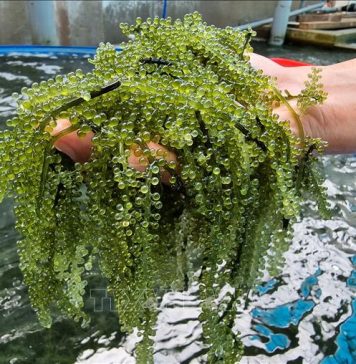 Triển vọng phát triển kinh tế cho các địa phương ven biển từ rong nho