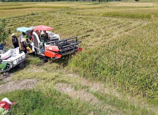 Nhanh chóng sản xuất vụ Đông, bù đắp thiệt hại vụ Mùa