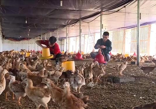 Nông dân tích cực tái đàn chăn nuôi phục vụ thị trường cuối năm