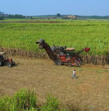 Nhà máy Đường An Khê hỗ trợ người dân phát triển vùng nguyên liệu mía