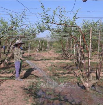 Vùng táo đặc sản Bàng La, Hải Phòng đã phục hồi
