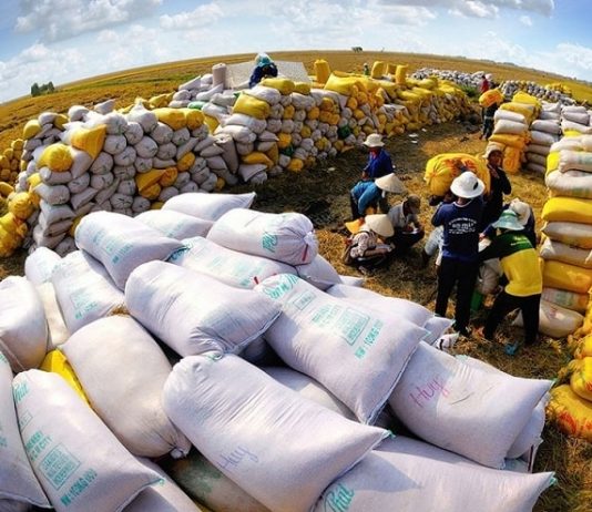 Ấn Độ bỏ lệnh xuất khẩu gạo gây áp lực lên giá gạo Việt Nam