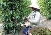 Thị trường tiềm năng, xuất khẩu hồ tiêu triển vọng đạt tỷ USD
