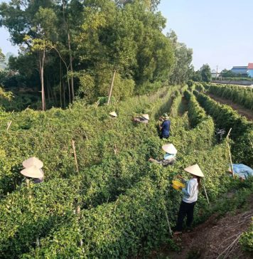 Tân Yên quyết tâm là huyện đầu tiên về đích nông thôn mới nâng cao của tỉnh