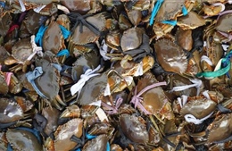 Giá nhiều loại thủy sản tăng cao