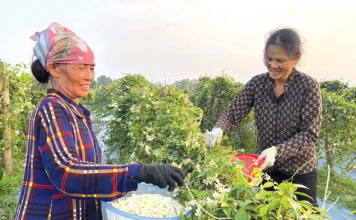 Trà hoa sâm núi Dành: Tinh túy gói gọn trong tách trà